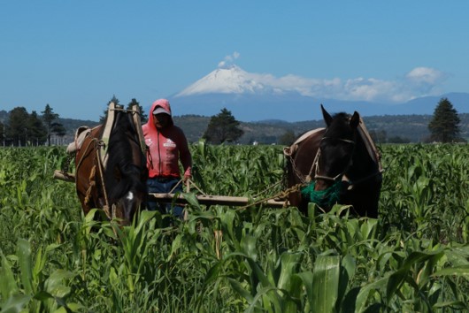 «Cosechando el Futuro: El Plan del Gobierno para la Soberanía Alimentaria en México»🌽
