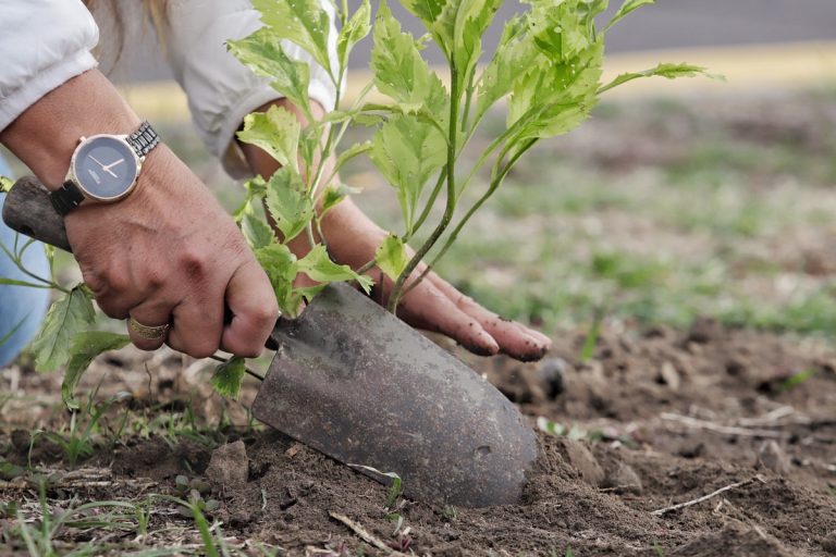 ¡Reforestación en Puebla! 🌳 Pero la capital se queda atrás en 2024 🌱