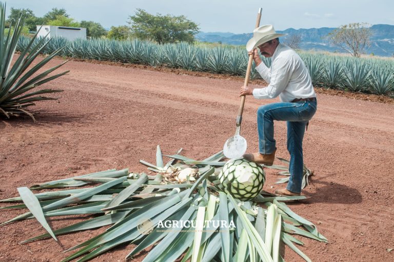 La transformación agrícola en Jalisco: Aguacate, tequila y berries desplazan al maíz