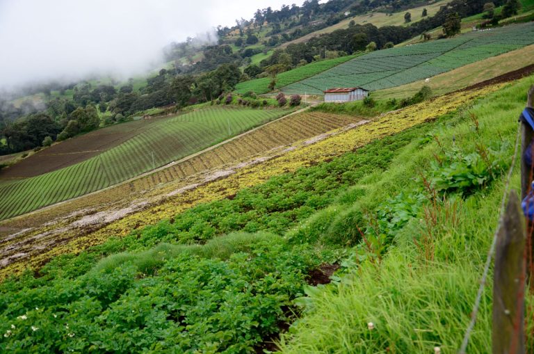Producción agropecuaria en México registra caída por segundo año consecutivo, afectada por sequía e inseguridad