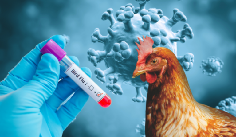Primera muerte por gripe aviar en Estados Unidos: Confirma Luisiana deceso por H5N1