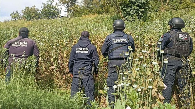 SSP descarta crisis por narcóticos en Puebla tras hallazgo de amapola